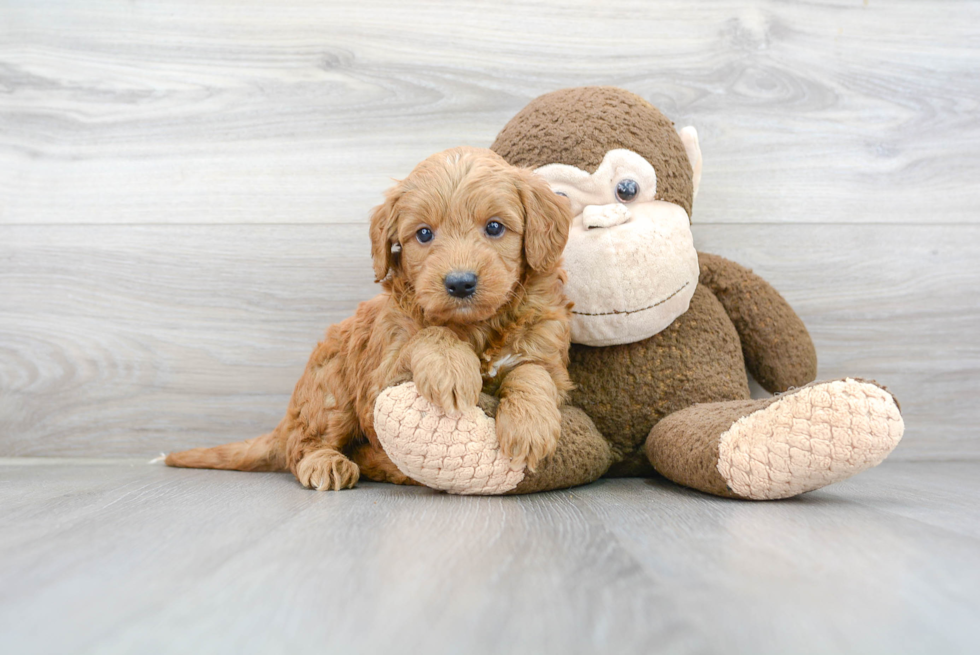 Meet Kramer - our Mini Goldendoodle Puppy Photo 2/3 - Florida Fur Babies