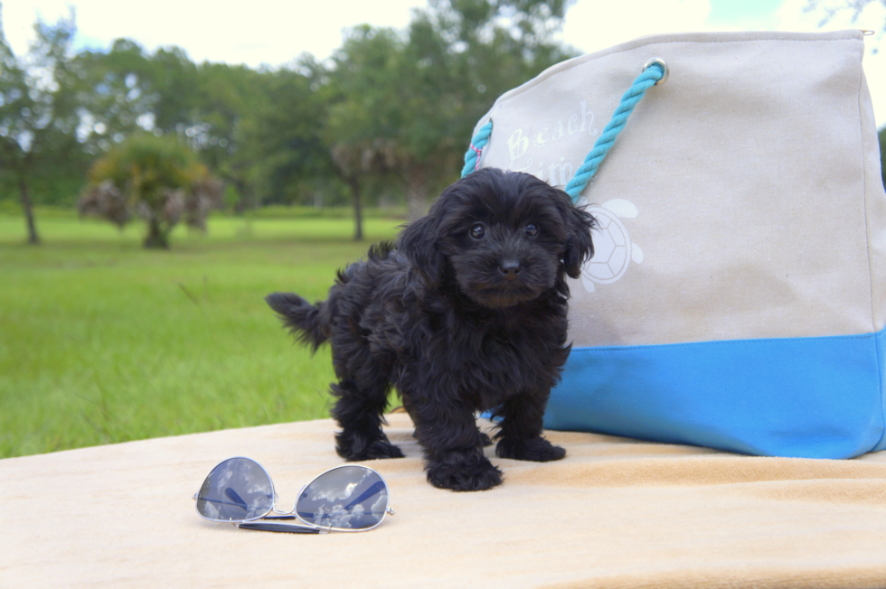 Meet Caden - our Yorkie Poo Puppy Photo 2/2 - Florida Fur Babies