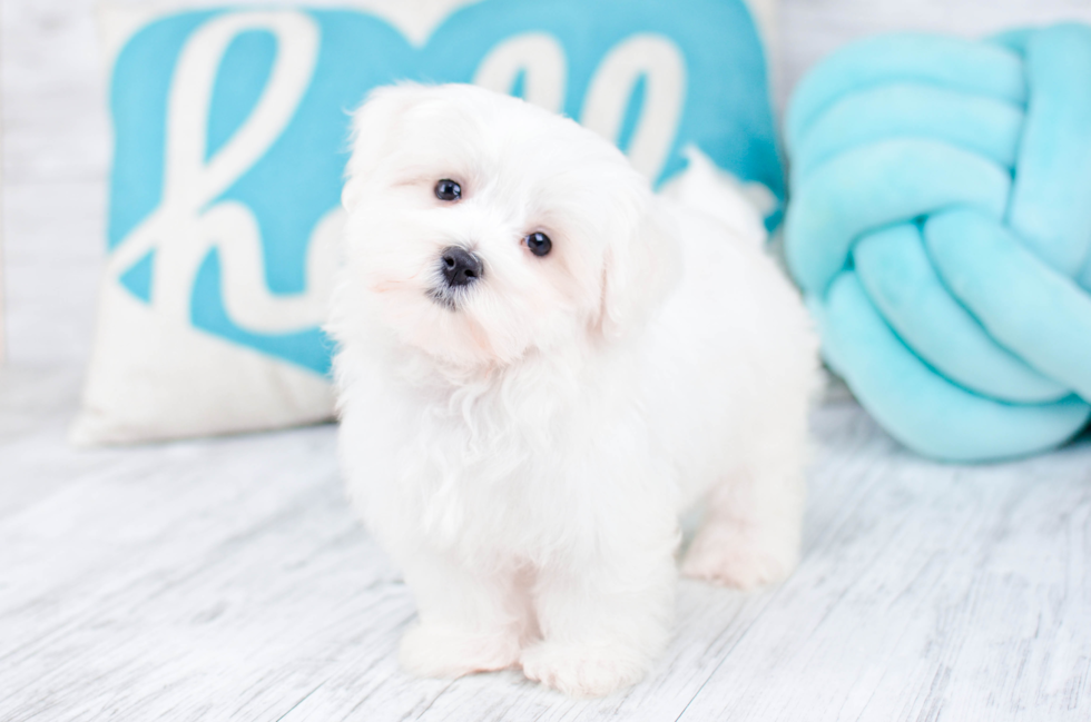 Meet  Apollo - our Maltese Puppy Photo 4/4 - Florida Fur Babies