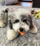 Cute Mini Sheepadoodle Pup Cute Mini Sheepadoodle Pup