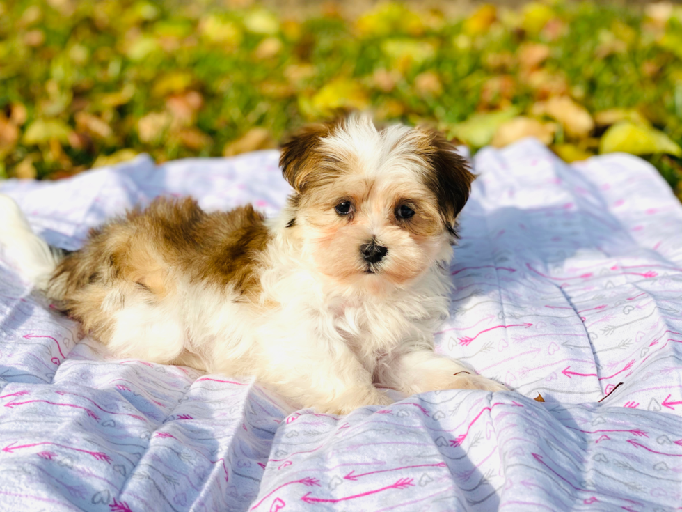 Meet Cookie - our Morkie Puppy Photo 1/4 - Florida Fur Babies