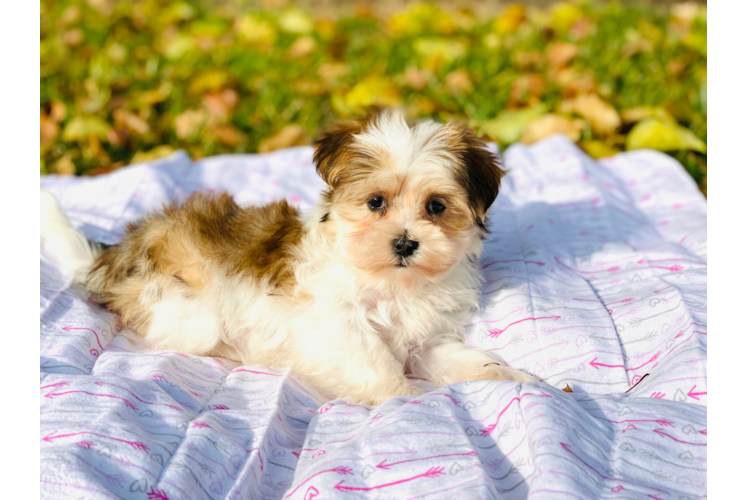 Meet Cookie - our Morkie Puppy Photo 1/4 - Florida Fur Babies