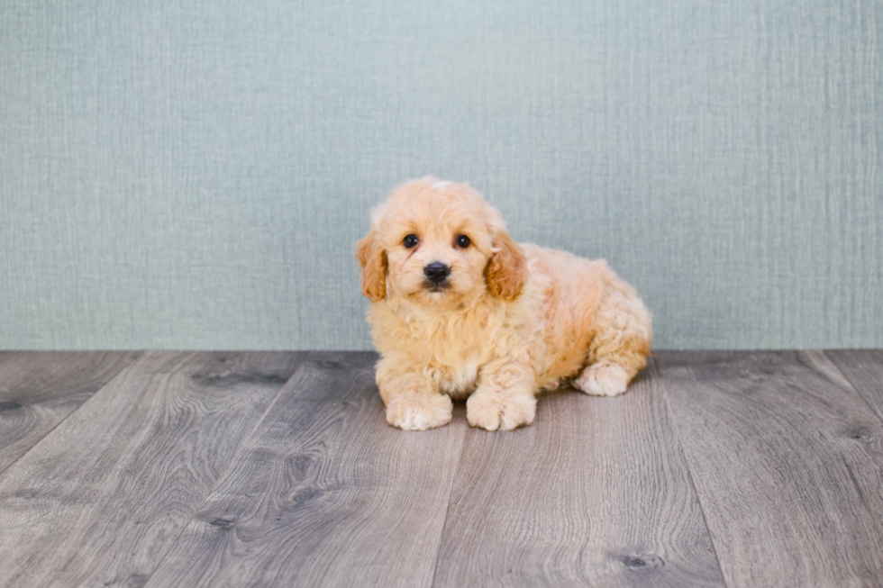 Meet Charlotte - our Mini Goldendoodle Puppy Photo 3/6 - Florida Fur Babies