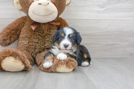 12 week old Mini Bernedoodle Puppy For Sale - Florida Fur Babies