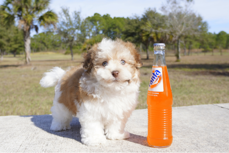 Meet James - our Havanese Puppy Photo 1/6 - Florida Fur Babies