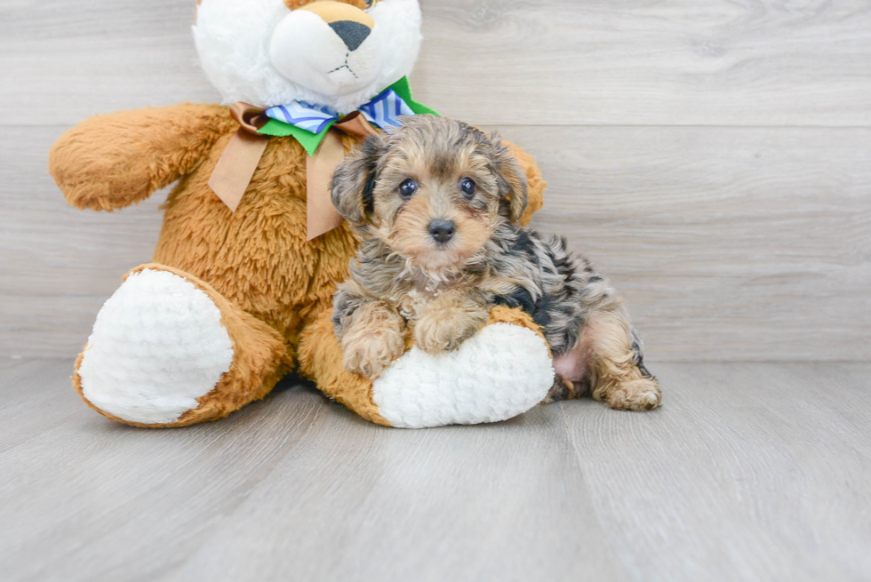 Meet Euphoria - our Yorkie Poo Puppy Photo 1/3 - Florida Fur Babies