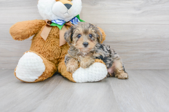 17 week old Yorkie Poo Puppy For Sale - Florida Fur Babies