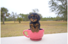 Meet  Hope - our Yorkie Poo Puppy Photo 1/3 - Florida Fur Babies