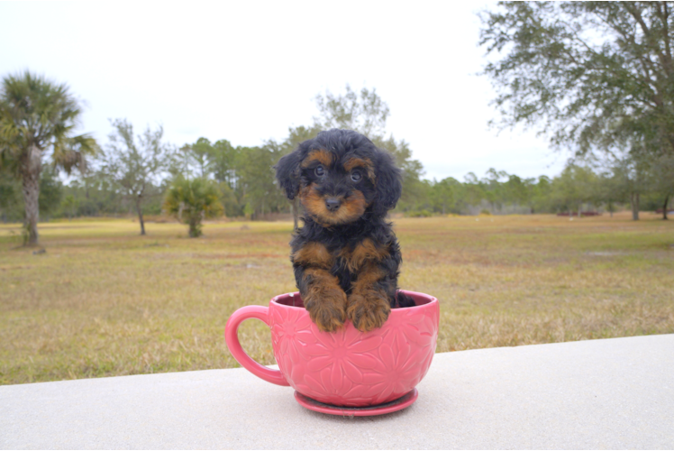Meet  Hope - our Yorkie Poo Puppy Photo 1/3 - Florida Fur Babies