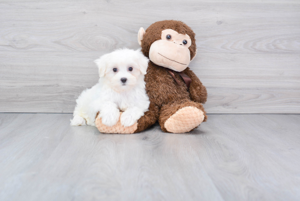 Meet Molly - our Maltese Puppy Photo 2/2 - Florida Fur Babies