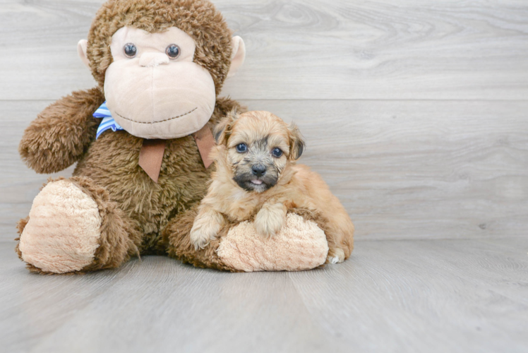Meet Brutus - our Teddy Bear Puppy Photo 1/3 - Florida Fur Babies