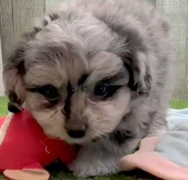 Bichonaranian Puppies For Sale - Florida Fur Babies