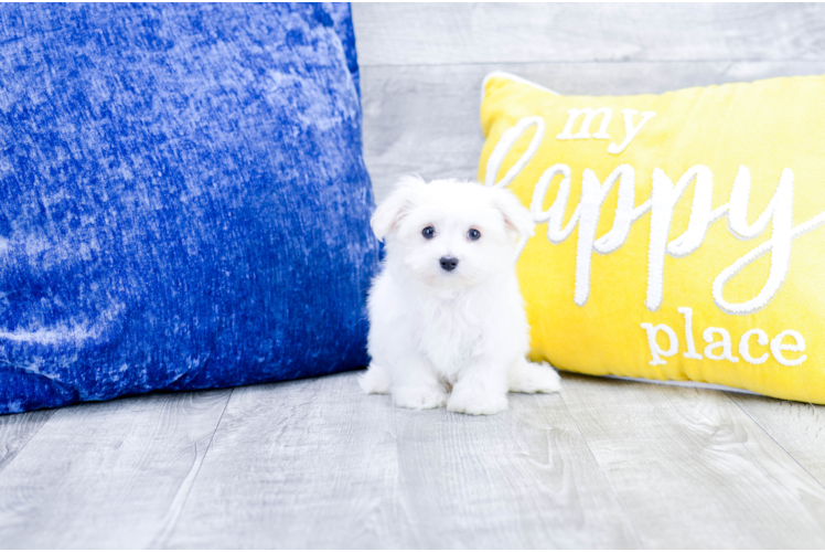 Meet Eben - our Maltese Puppy Photo 1/4 - Florida Fur Babies