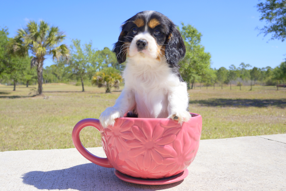 Meet Barington - our Cavalier King Charles Spaniel Puppy Photo 2/3 - Florida Fur Babies