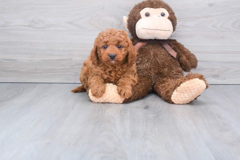 Meet T-Bone - our Mini Goldendoodle Puppy Photo 1/2 - Florida Fur Babies