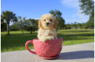 Meet Chase - our Maltipoo Puppy Photo 2/3 - Florida Fur Babies