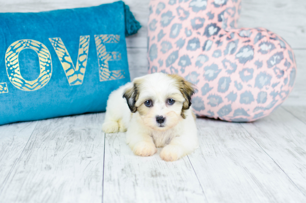 Meet  Milo - our Teddy Bear Puppy Photo 6/8 - Florida Fur Babies