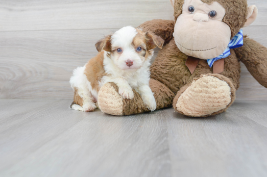 11 week old Aussiechon Puppy For Sale - Florida Fur Babies
