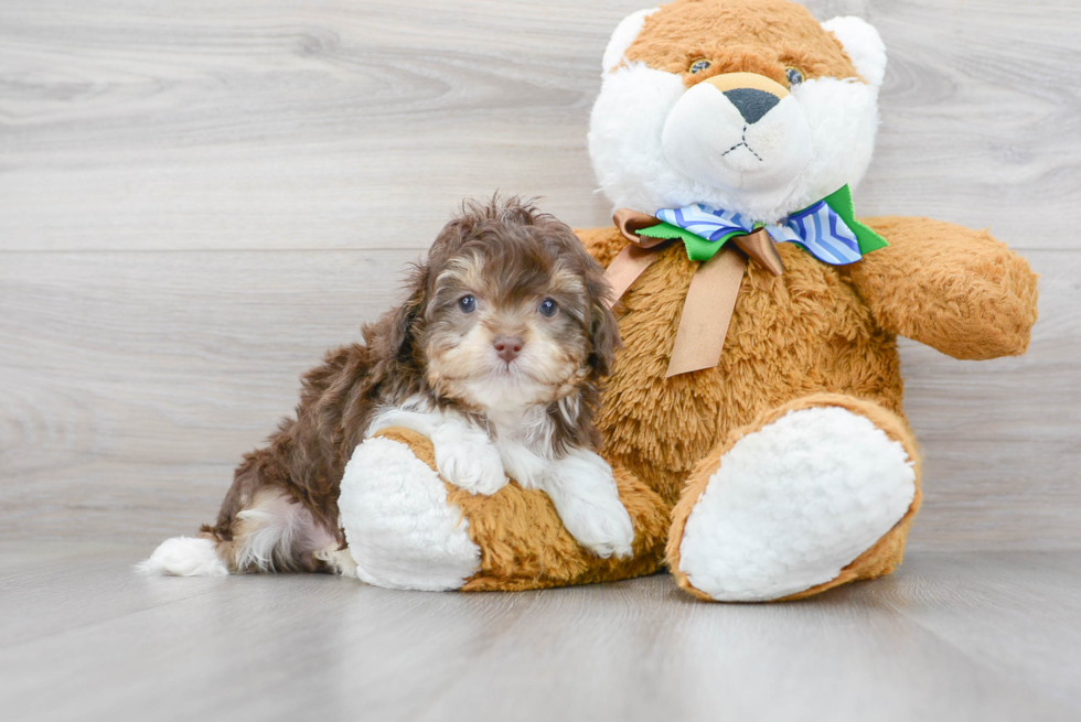 Meet Carlie - our Mini Aussiedoodle Puppy Photo 2/3 - Florida Fur Babies