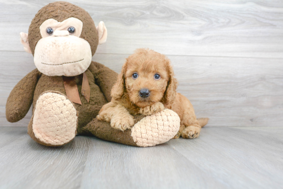 Meet Prescott - our Mini Goldendoodle Puppy Photo 2/3 - Florida Fur Babies