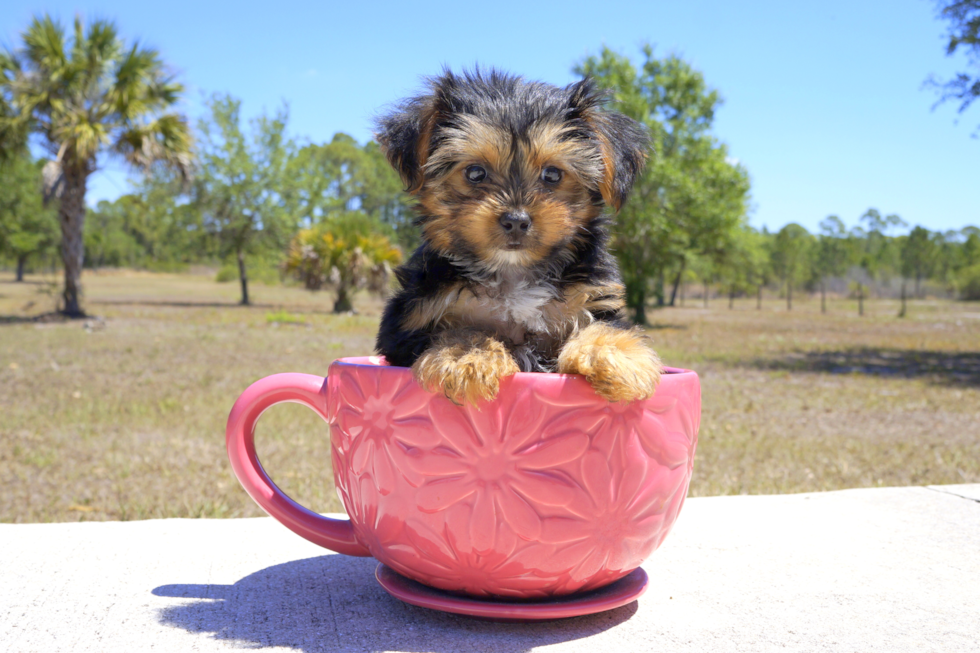 Meet Melvin - our Yorkshire Terrier Puppy Photo 5/5 - Florida Fur Babies