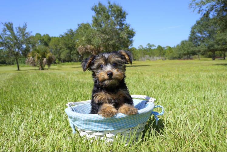 Meet Wyatt - our Yorkshire Terrier Puppy Photo 2/3 - Florida Fur Babies
