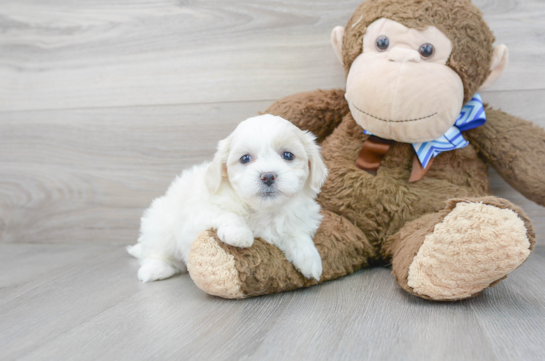 14 week old Teddy Bear Puppy For Sale - Florida Fur Babies