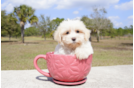 Meet Franklin - our Havanese Puppy Photo 3/4 - Florida Fur Babies
