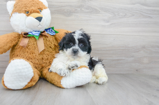 19 week old Shih Poo Puppy For Sale - Florida Fur Babies