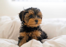 Cute Yorkie Poo Pup Cute Yorkie Poo Pup