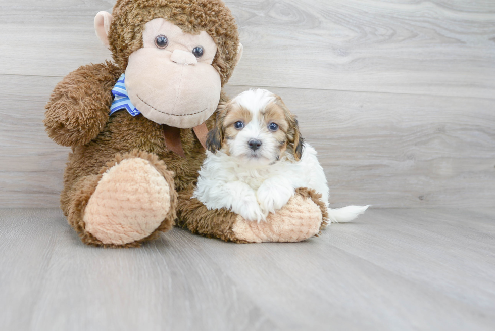 Meet Cole - our Teddy Bear Puppy Photo 1/3 - Florida Fur Babies