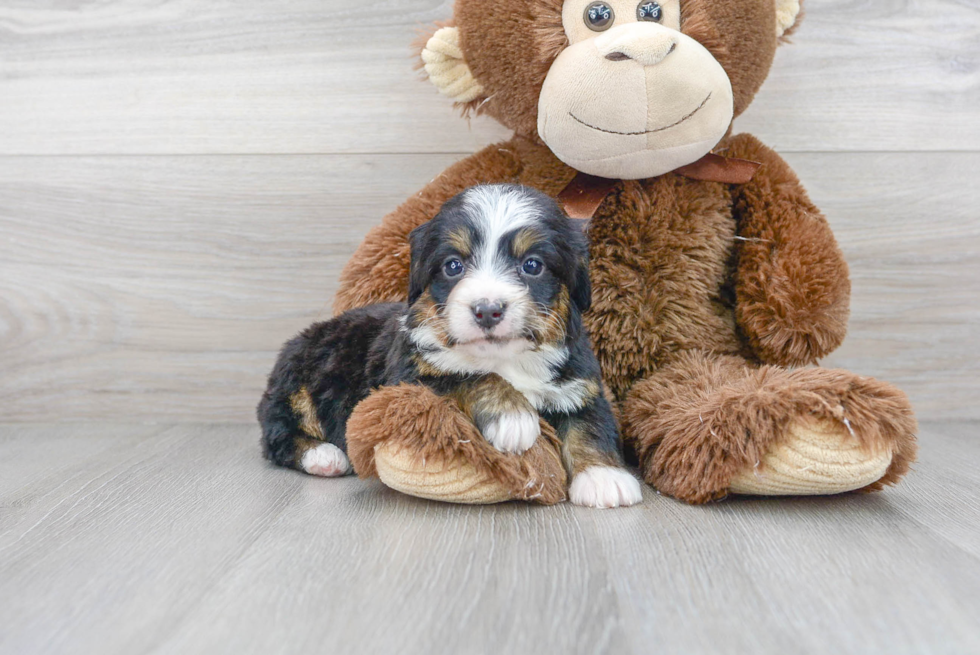 Meet Dream - our Mini Bernedoodle Puppy Photo 2/3 - Florida Fur Babies