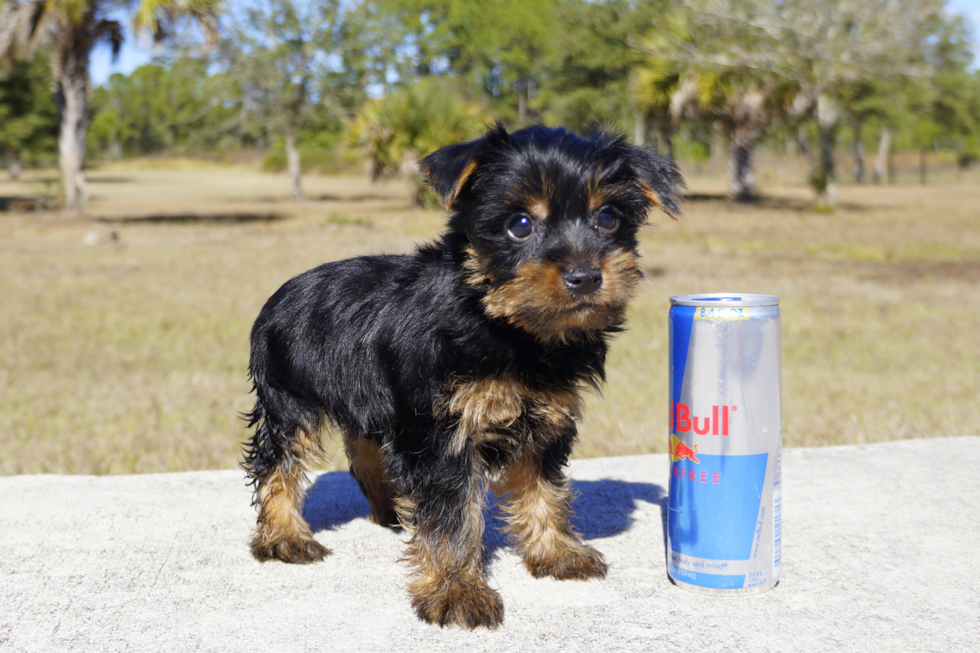 Meet Rocky - our Yorkshire Terrier Puppy Photo 2/2 - Florida Fur Babies