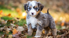 Mini Aussiedoodle Being Cute