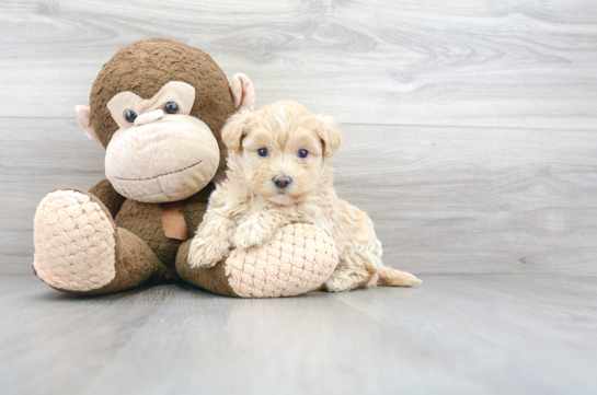20 week old Maltipoo Puppy For Sale - Florida Fur Babies