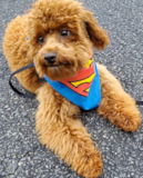Cute Poodle Purebred Pup Cute Poodle Purebred Pup