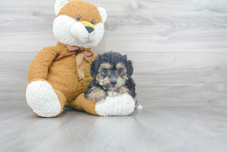 Meet Erika - our Yorkie Chon Puppy Photo 2/3 - Florida Fur Babies
