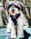 Cute Havapoo Poodle Mix Pup Cute Havapoo Poodle Mix Pup
