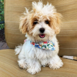 Cute Maltepoo Poodle Mix Pup Cute Maltepoo Poodle Mix Pup