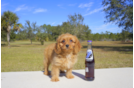 Meet Helper - our Cavapoo Puppy Photo 1/2 - Florida Fur Babies