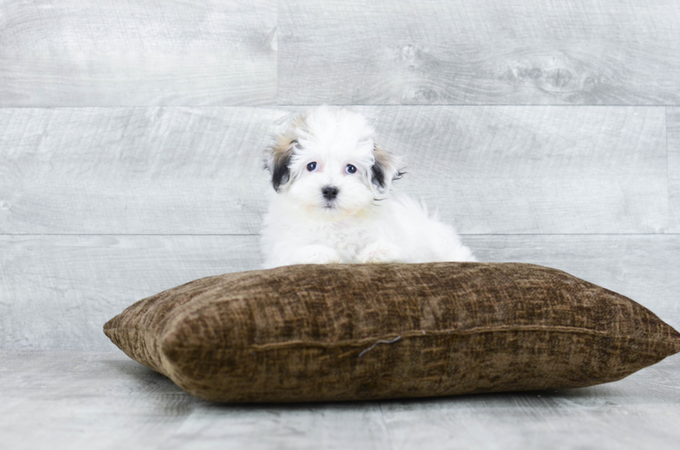 Meet  Midge - our Havanese Puppy Photo 3/3 - Florida Fur Babies