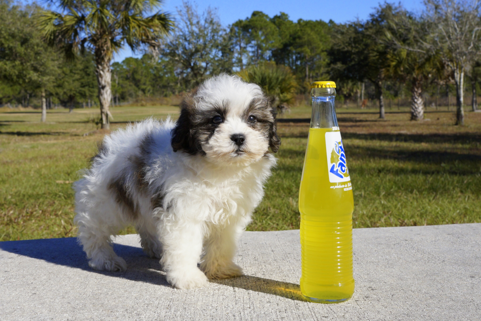 Meet Heather - our Teddy Bear Puppy Photo 4/4 - Florida Fur Babies