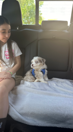 Florida Fur Babies Milo the Mini Aussiedoodle Puppy has accepted his new position: Professional Cuddler 🫡🐶🤍