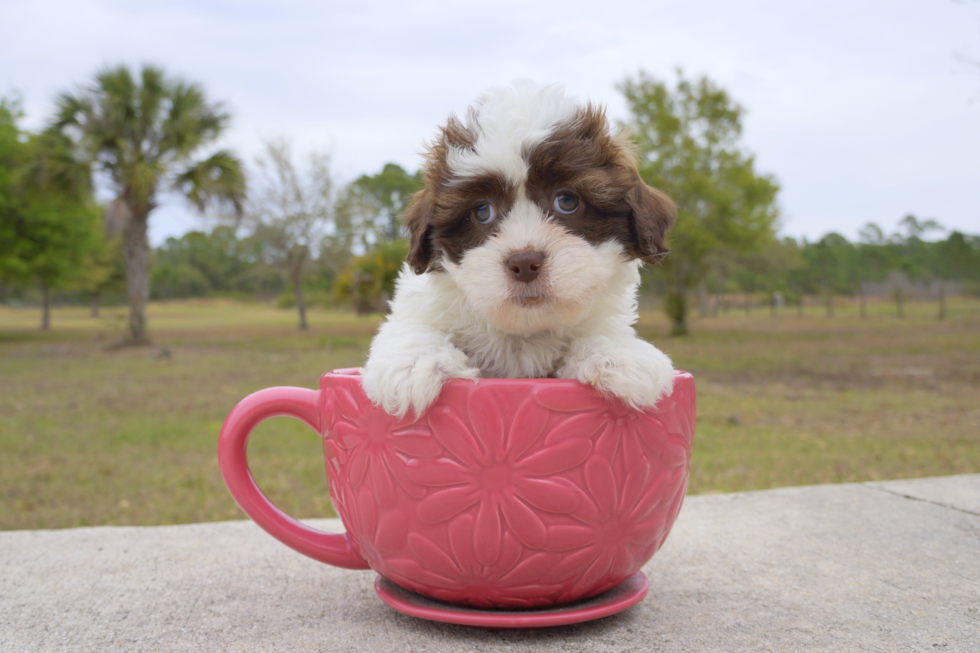 Meet Laura - our Teddy Bear Puppy Photo 2/3 - Florida Fur Babies