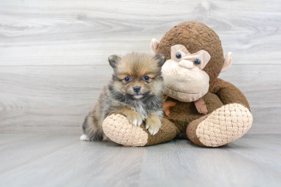 Meet Dana - our Pomeranian Puppy Photo 2/3 - Florida Fur Babies