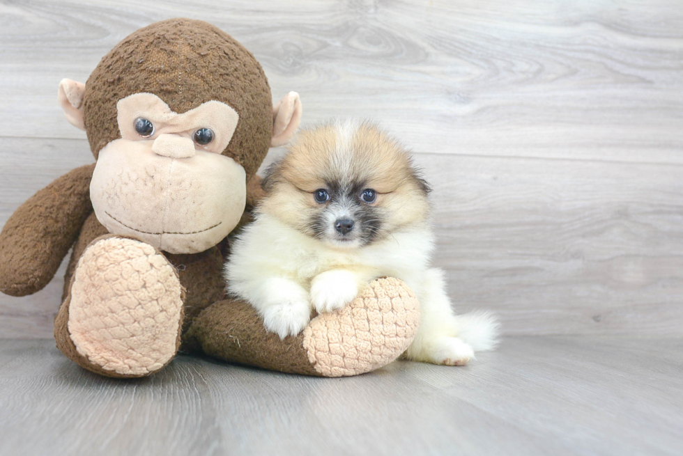 Meet China - our Pomeranian Puppy Photo 1/3 - Florida Fur Babies