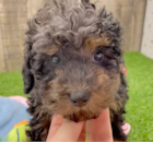 Cute Poodle Purebred Pup