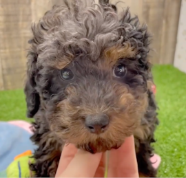 Toy Poodle Puppies For Sale - Florida Fur Babies