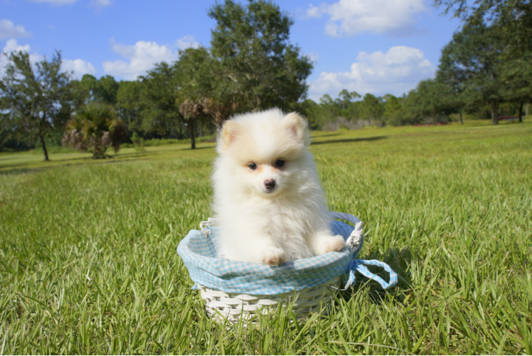 Meet Owen - our Pomeranian Puppy Photo 2/3 - Florida Fur Babies