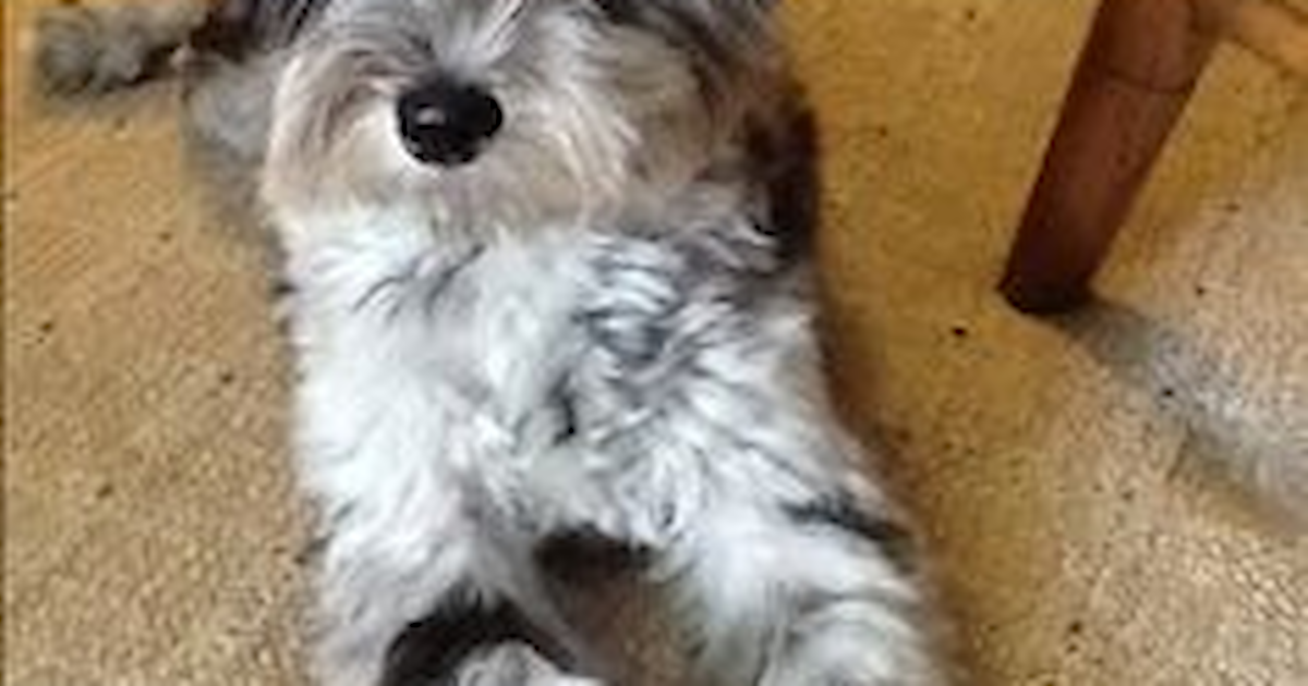 Mini Schnoodle Puppies For Sale Florida Fur Babies